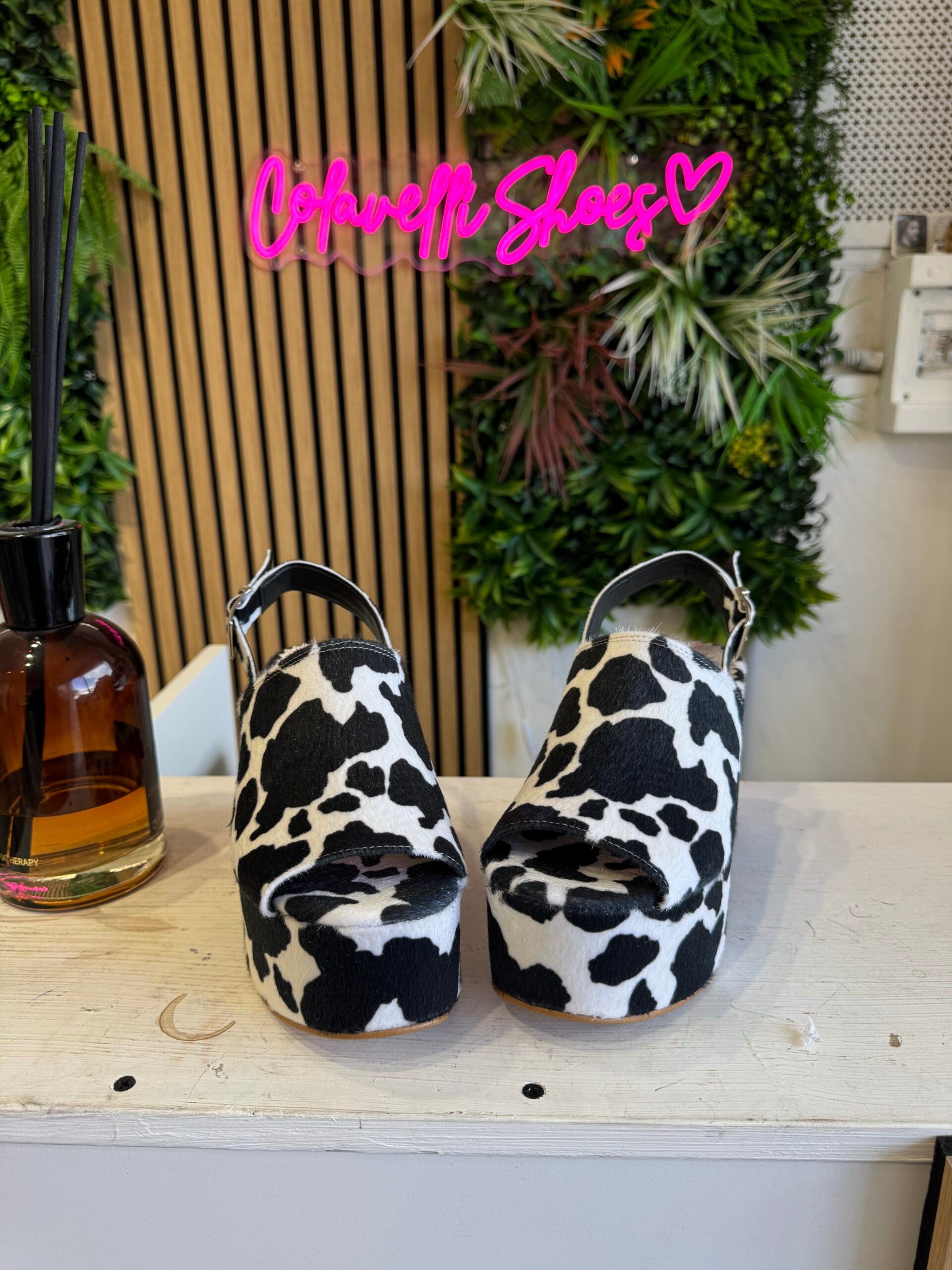Marrakesh black and white cow